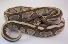 sm lesser.jpg