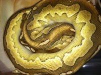 cinny lesser 2.jpg