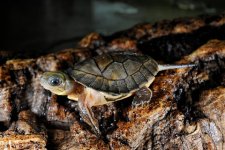cityroom-turtle-blog480.jpg