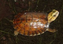 Cuora-mccordi.jpg