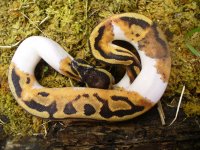 2013 Pied female #1 50 gm $725.00.jpg