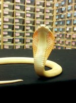 albino monocle logo.jpg