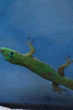 daygeck2.jpg