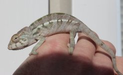 newest nosy be female.jpg