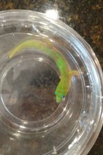 daygeck3.jpg
