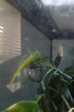 daygeck4.jpg