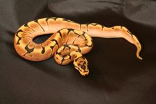clownspider_250f.JPG