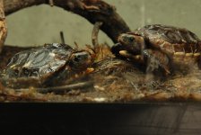 DSC_2146.jpg