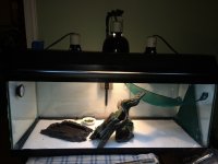 Kacey's Tank.jpg