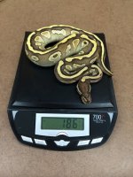 0.1 2013 Lesser.jpg