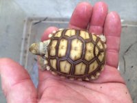 sulcatababyextrascute3-8-14.JPG