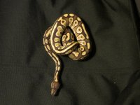 Mojave Female.jpg