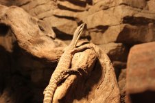 IMG_0785.jpg