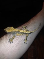 Male Crested.jpg