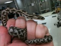 ratsnake.jpg