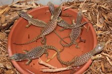 Baby Savanna Monitor1.jpg