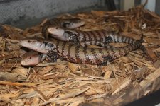 Meruake Blue Tongue Skinks2.jpg