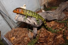 Caiman Lizard2.jpg