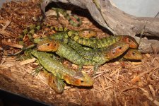 Caiman Lizard3.jpg