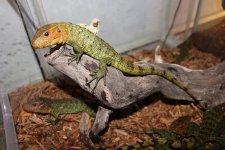Caiman Lizard4.jpg