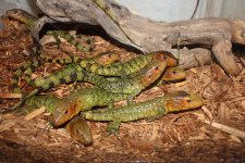 Caiman Lizard1.jpg