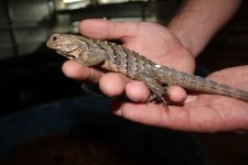 FM Pure Cuban Iguana2.jpg