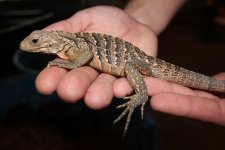 Male Pure Cuban Iguana2.jpg