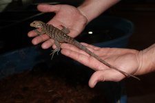 Male Pure Cuban Iguana.jpg
