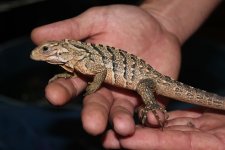 Male Cuban x Retic Iguana2.jpg