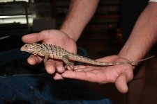 Male Cuban x Retic Iguana1.jpg
