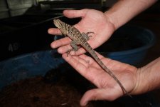 Male Cuban x Retic Iguana.jpg