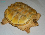 snapper1.jpg