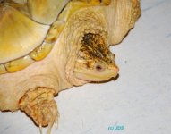 snapper2.jpg
