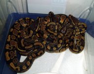 bpbabies1sm.jpg