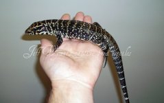 tegu2.jpg