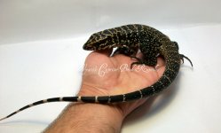 tegu3.jpg