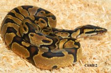 Enchi male 1.jpg