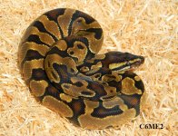 ENCHI MALE 2.jpg