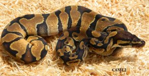 ENCHI MALE 3.jpg