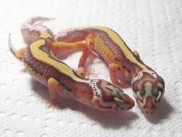 bellstripes.jpg