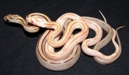 corns.jpg