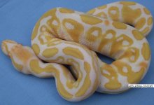 Albino-10-02M2.jpg