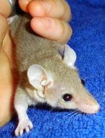 A1whiteearsspotmale.JPG