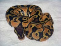 ball bythons for sale 008.jpg