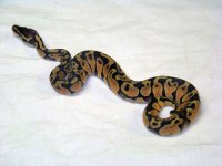ball bythons for sale 010.jpg