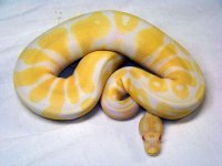 ball bythons for sale 001.jpg