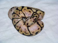 ball bythons for sale 003.jpg