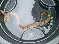 peruvian boa 010.jpg