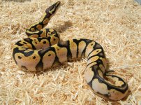 pastel calico 2.jpg