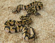 pastel calico 3.jpg